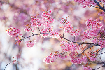 Obraz premium Beautiful Pink Cherry Blossom on nature background in soft light of sunset, Sakura flower