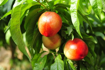 Ripe peaches hanging in a tree