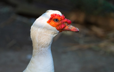 Goose head closeup. Cute goose in red mask looking into camera