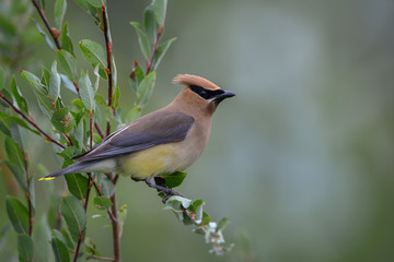 Cedar Waxwing