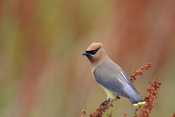 Cedar Waxwing