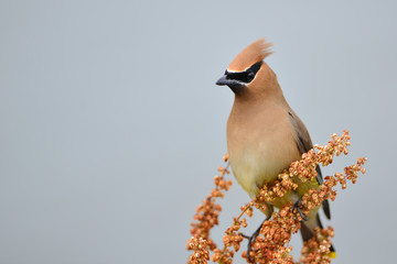 Cedar Waxwing