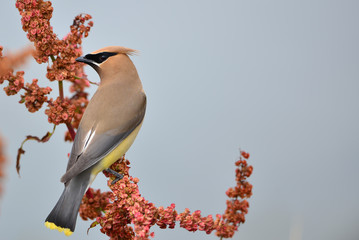 Cedar Waxwing