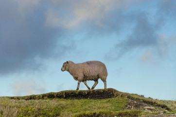 Lone sheep standing on a grassy ridge against blue sky