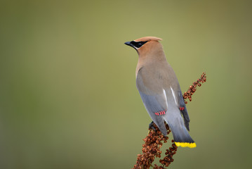 Cedar Waxwing