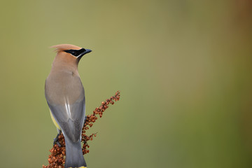 Cedar Waxwing