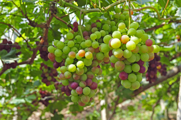 Ripe grapes in his vineyard