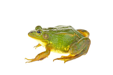 Frog isolated on a white background
