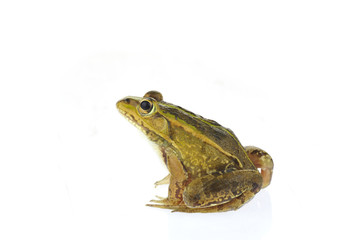 Naklejka premium Frog isolated on a white background