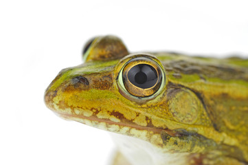 Frog isolated on a white background