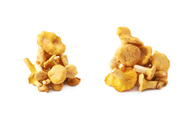 Yellow chanterelle mushroom isolated