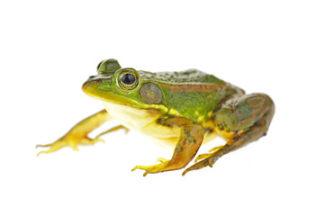 Frog isolated on a white background