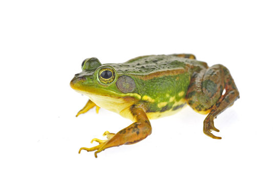 Frog isolated on a white background