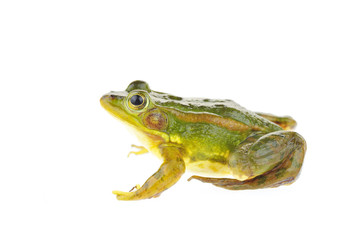 Frog isolated on a white background
