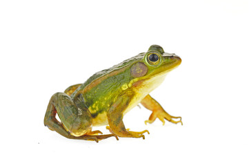 Frog isolated on a white background