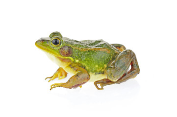 Fototapeta premium Frog isolated on a white background