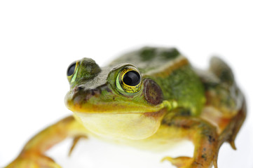 Frog isolated on a white background
