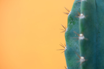 cactus isolated on orange background.copy space.