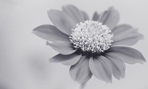 Abstract flowers black and white background
