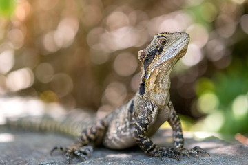 Close-up macro photograph of an Eastern Water Dragon on the Gold Coast, Queensland, Australia.