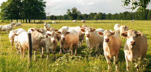 Kühe auf der Weide