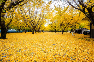 A beautiful scene covered with leaves of golden ginkgo trees.