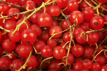 Surface covered with the red currant