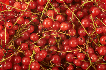 Surface covered with the red currant