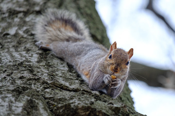Naklejka na ściany i meble Gray squirrel eating nut on a tree trunk