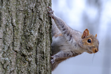 Écureuil gris grimpant à un arbre