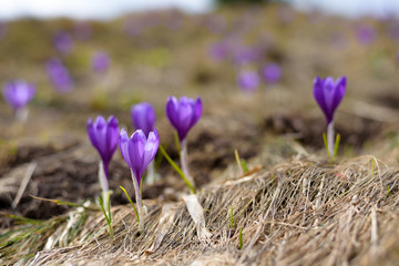 mountain flowers crocuses bloomed in spring nature