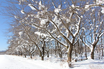 秋田県　雪景色　冬　青空