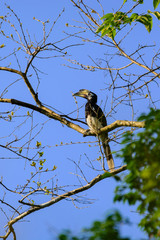 Oriental pied hornbill (Anthracoceros albirostris)