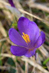 Fototapeta premium mountain flowers crocuses bloomed in spring nature