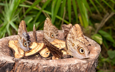 Butterflies eating Fruit on a piece of Wood