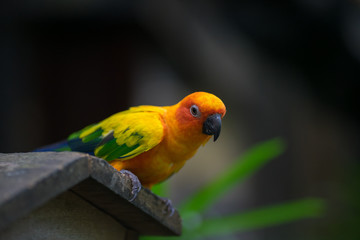 yellow parrot.