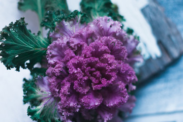 Decorative cabbage on white background still life.