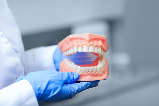 Denture picture with the best focus on teeth. Dentist holding tooth model during a presentation. Teeth orthodontic dental model or human jaw.  Selective focus on teeth.