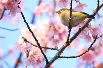 桜と目白