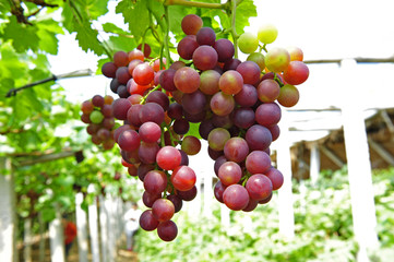 Ripe grapes in his vineyard