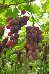 Ripe grapes in his vineyard