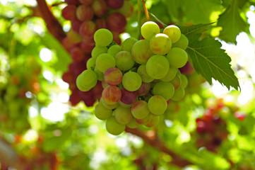 Ripe grapes in his vineyard
