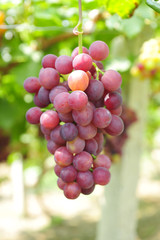 Ripe grapes in his vineyard