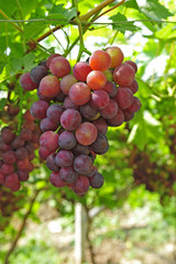Ripe grapes in his vineyard