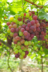 Ripe grapes in his vineyard