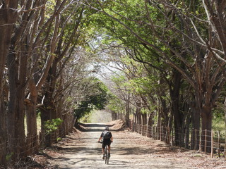 Obraz premium Cycling under trees in Costa Rica rural area