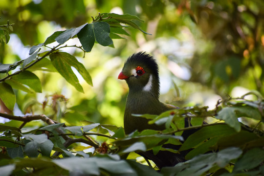 white-cheeked turaco (Tauraco leucotis) with a funny look