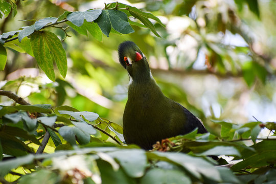 white-cheeked turaco (Tauraco leucotis) with a funny look