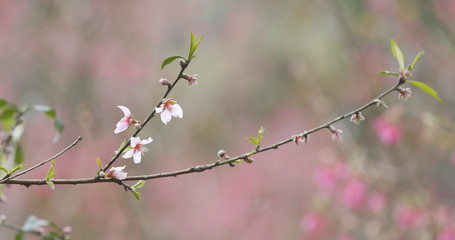 Plum flower on tree
