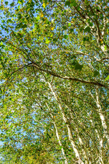 tree